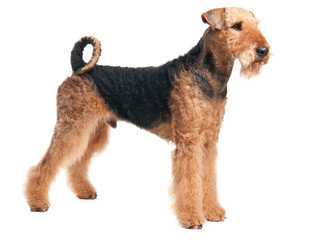 Airedale Terrier dog isolated - obrazy, fototapety, plakaty