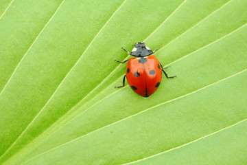 ladybug on leaf