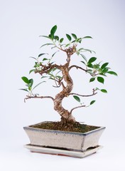 Bonsai Tree on White