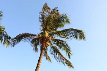 Fototapeta na wymiar palm in blue sky