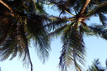Fototapeta na wymiar palm in blue sky