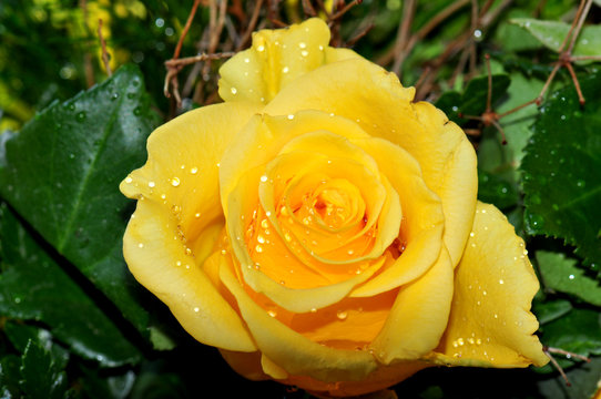 Gelbe Rosen, Wassertropfen