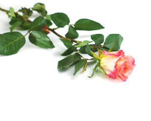 fresh red rose on white background with copy space.