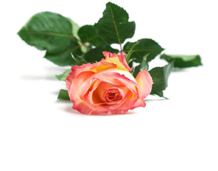 red rose over white with copy space