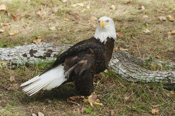 Bald Eagle