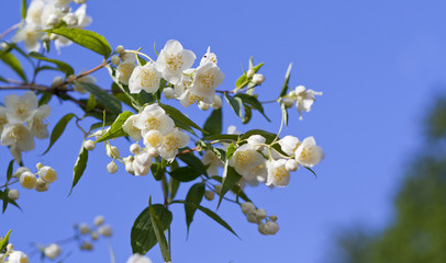 beautiful fresh jasmine flowers