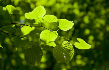 Fototapeta na wymiar Summer fresh leaves