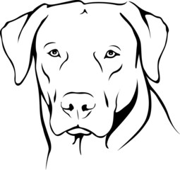 Labrador Retriever Portrait