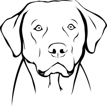 Labrador Retriever Portrait