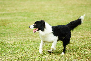 Fototapeta na wymiar Border collie pies biegnący