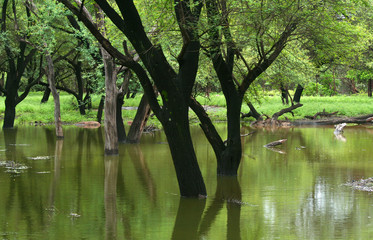 Scenic landscape in Tropical forest