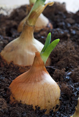 Spring onions growing.