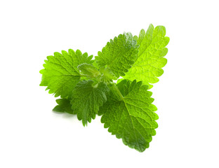green mint leaves isolated against white background