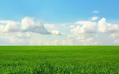 Fototapeta premium Green field and the blue sky