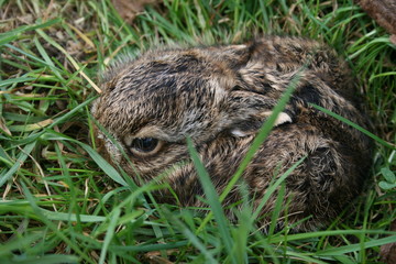 Kleiner hase in seiner natürlichen Deckung auf der Wiese 