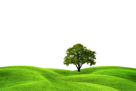 Tree on green field, isolated against a white background