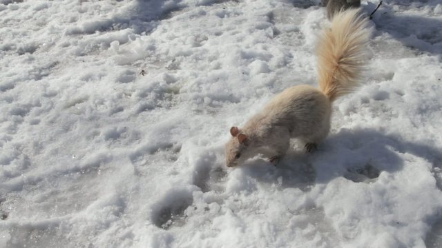 squirrels on the snow