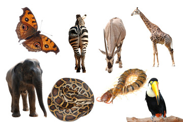 wild animal collection