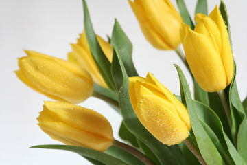 Fototapeta tulipany na białym tle obraz