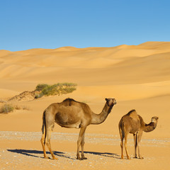 Camels in the Desert - Awbari Sand Sea, Sahara Desert, Libya