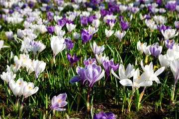 WeißBlauer Krokus