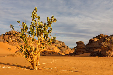 Calotropis Procera - Akakus (Acacus) Mountains, Sahara, Libya