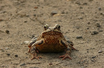 Frog