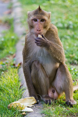 monkey eating