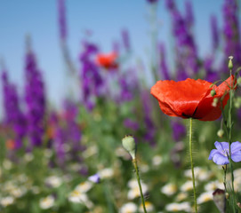 Fototapeta premium There are poppy and flax on a blossoming meadow
