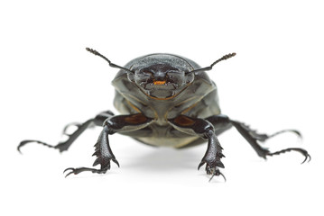 Female stag beetle