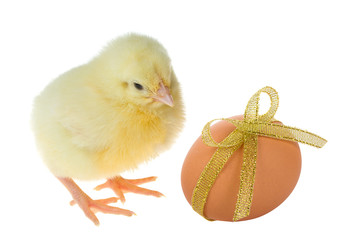 small chick and decorated egg