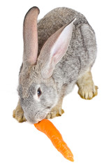 gray rabbit eating carrot