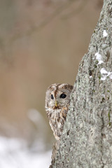 Tawny Owl behind the tree with beige background