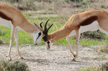 Springbock