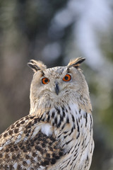 Eurasian Eagle Owl sitting in nature