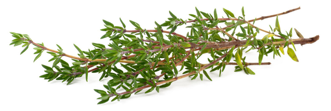 thyme on white background