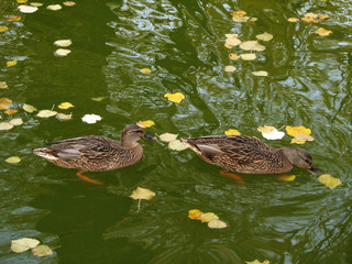 Wild ducks in green water