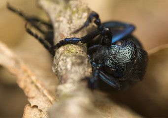 Meloe violaceus