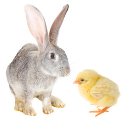 Fototapeta premium rabbit and chick