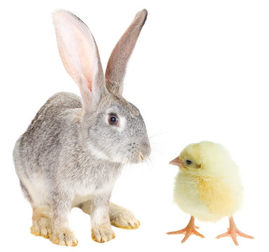 Rabbit And Chick