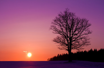 Fototapeta na wymiar lonely tree at sunset