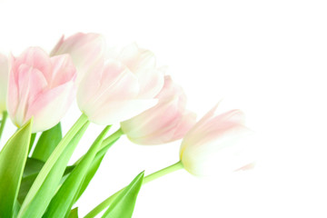 Obraz na płótnie Canvas tulipany