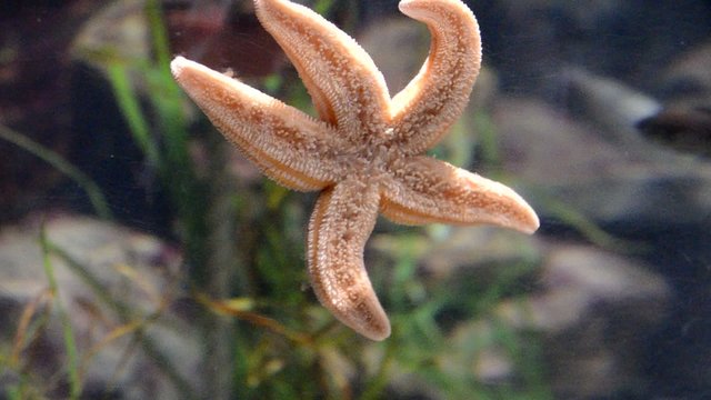 Seestern