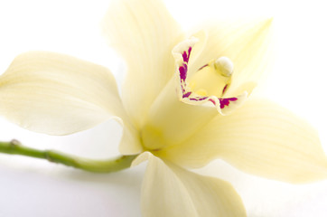 High key orchid isolated