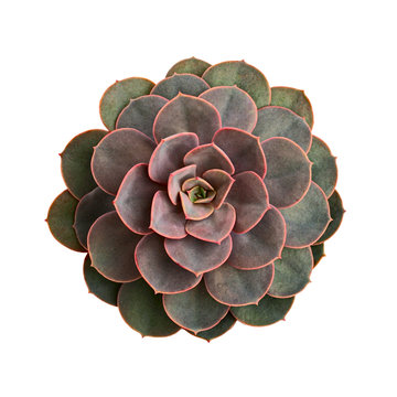 Echeveria rosette from above on white background