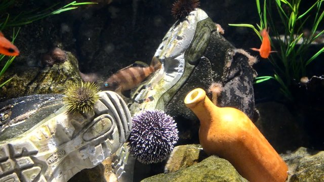 Aquarium