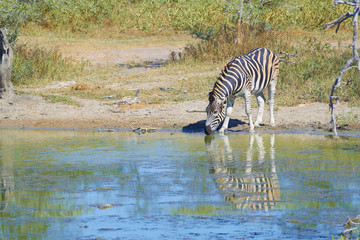 Fototapeta na wymiar Zebra drinking water