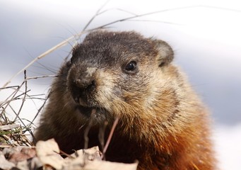 marmotte