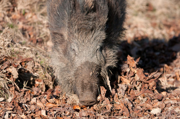 Rotte