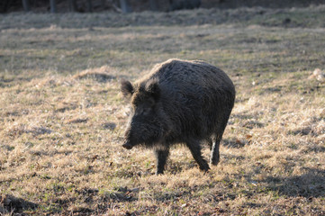 Rotte
